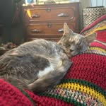 Josie Coates - @josiedcoates - Instagram
