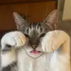 josie - @josiecollier - TikTok