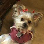 Life WithJosie - @esa_josie_collier - Instagram