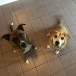 Josie & Compton - @comp_n_sadie - Instagram