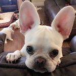 Josie Conner - @josiethesassyfrenchie - Instagram