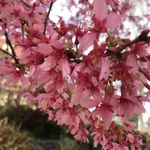 Josie Cooley - @pinkish_productions - Instagram