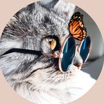 ✧ CATS Josie & Barsik  ✧ - @josie.coonie - Instagram