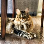 J.O.S.I.E 😻👑 - @josie._.coon - Instagram