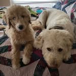 Cooper + Josie + Basil - @cooper.josie.basil - Instagram