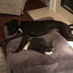 Josie + Cooper - @josie_and_cooper_ - Instagram