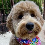 Josie The doodle - @josie.doddle - Instagram