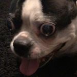 josie frederick - @_josiethedog__ - Instagram