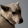 josie hall - @josie.hall4 - TikTok