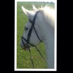 Josie Holliday Hall - @josie_hall_eventing - Instagram