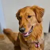 Josie Hanson - @josiehanson7 - TikTok