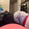 Account is done - @stella_hopper_josie - TikTok