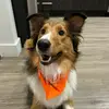 Josie Jacobs - @jjosiejacobs - TikTok