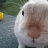Josie Kramer  - @jojocookie1234567890 - TikTok