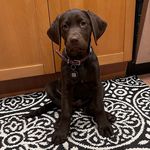 Josie Malone - @josiethechocolatepup - Instagram