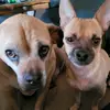 Dogs - @josiemcleod - TikTok