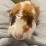 Josie - @josiemeeks10 - Instagram