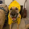 Josie the Shepard - @josie.the.shepard - TikTok