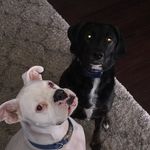Tyson & Josie - @josie.tyson - Instagram