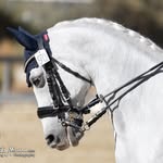 Jocelyn Moore - @_jpm.equestrian_ - Instagram