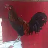 Josue Solano - @josuesolano21 - TikTok