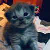 Do I look like I care - @joyackerman - TikTok