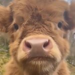 Joy Adler - @ireneadler0805 - Instagram