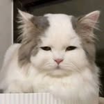 JOY ALBERT EMILIANO EMANUEL - @joyalbert_63 - Instagram