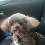 Joy Babino - @joybabino - Instagram