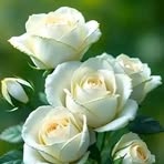 Pixley Joy - Facebook