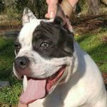 Joy Beaver - @tinker__bullies - Instagram