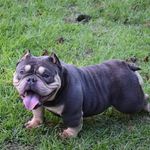 Joy Beaver Smith - @frenchiefarmz - Instagram