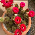 Joyce Campbell Bender - @joybender1960 - Instagram