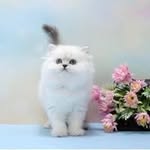 Joy Bennett - @zhangxiaoli058 - Instagram
