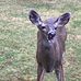 Joy Bergstrom - Facebook