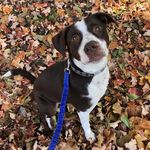 Joy Blackburn - @laylapitlab - Instagram