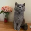 BlueJoy - @bluejoy_ - TikTok
