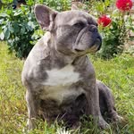Joy Blue - @bulldogs_of_royal_force - Instagram