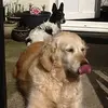 Joy Bradbury - @joy.joy1234 - TikTok