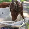 Joy Marie Brandenburg - @janus6466 - TikTok