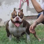 Bully's Secret - @joy_bully_xena - Instagram