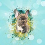 Joy 🐶 - @joy_bulldog - Instagram