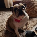Joy ♡ - @joy_bulldogingles - Instagram