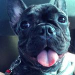 Joy Bull - @_joybull - Instagram
