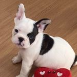Joy - @joy_bulldogfrances - Instagram