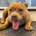 Joy - @joy_bullydog - Instagram