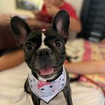 Joy - @joybulldog_ - Instagram