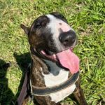 Joy - @joybullterrier - Instagram