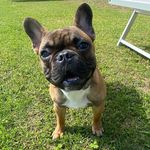 JOY.bulldog - @joybulldoggy - Instagram