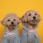 JOY & BUNNY’s diary🐶 - @myjoy_mybunny - Instagram